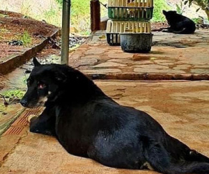 Lùng nhùng nghi vấn 'báo đen' xuất hiện ở Đồng Nai: Bất ngờ từ người báo tin