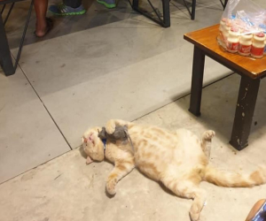 Hí hửng mua mèo về 'câu khách' và bắt chuột nhưng anh chủ sớm tiu nghỉu vì chọn đúng 'thần ngủ'