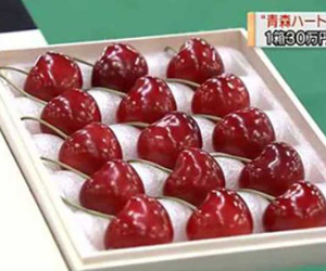Cherry Nhật đắt kỷ lục, về Việt Nam giá 6,6 triệu đồng/kg