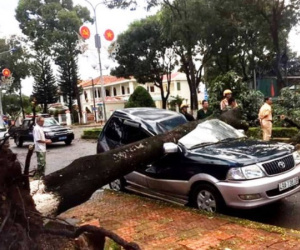 Lâm Đồng: Cây xanh bật gốc, đè bẹp dúm xe con