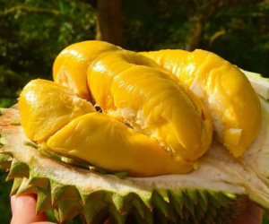 Loại sầu riêng giá 1,6 triệu đồng/kg đang 'hút khách' rần rần là loại sầu riêng gì?