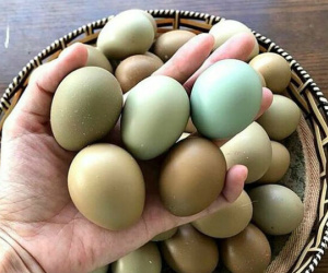 Trứng chim trĩ giá gấp 5 lần gà ta vẫn hút khách