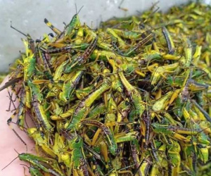 Châu chấu trứng 150 nghìn/kg, muốn ăn phải đăng ký chờ ưu tiên