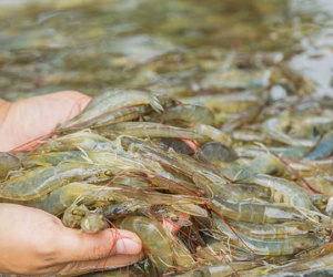 Chỉ vì sơ suất trong lúc rửa tôm, chàng trai bị viêm hoại tử phải phẫu thuật cắt bỏ một đốt ngón tay