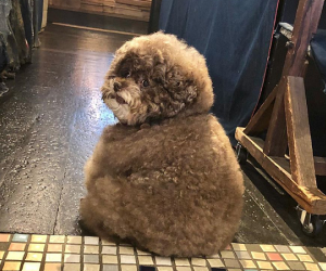 Dân mạng cười rần rần với cô chó Poodle mũm mĩm có dáng ngồi 'dỗi hờn cả thế giới', ngờ đâu đó lại là 'đại tiểu thư' vạn người mê, tự đóng quảng cáo kiếm tiền cực xịn