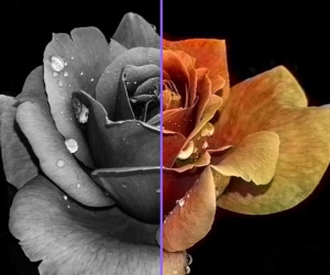 Cách biến ảnh đen trắng thành ảnh màu không cần Photoshop