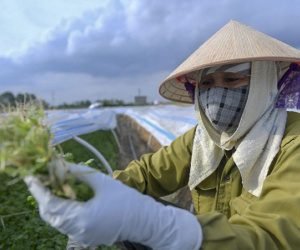 Người dân dùng nguồn nước chuyển màu, sủi bọt để tưới rau: 'Chúng tôi không còn sự lựa chọn nào khác'
