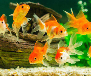 Muốn chiêu tài, cầu lộc, giải trừ vận hạn, có 4 cách thay đổi bố trí trong nhà cực dễ