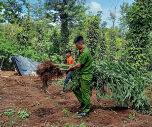 Lại phát hiện thêm một gia đình trồng 78 cây cần sa để nuôi gà