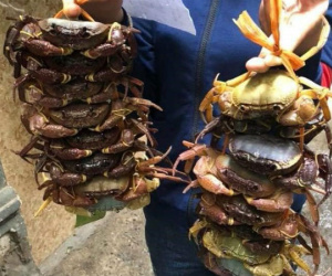 Đặc sản núi 'ngon hơn cua biển, rẻ hơn cua đồng', dân buôn bán vài tạ hốt bạc mỗi ngày