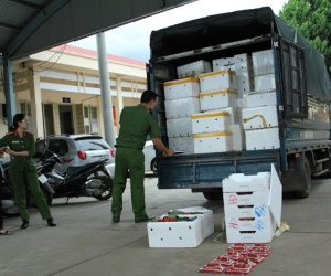 Phát hiện 3,5 tấn dâu tây không rõ nguồn gốc tuồn vào Đà Lạt