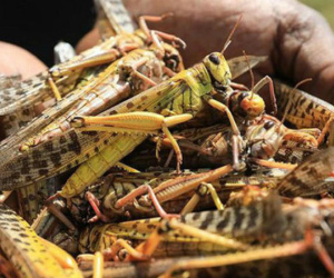 Sẽ dùng máy bay phun thuốc diệt châu chấu xâm nhập Việt Nam