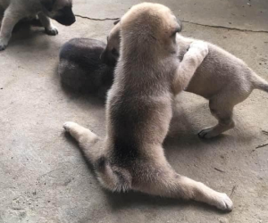Chú chó con biểu diễn tuyệt kỹ 'xoạc chân' khiến hội chị em ngỡ ngàng, xấu hổ vì đi tập yoga cũng không dẻo bằng em cún