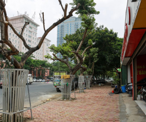 Hà Nội: Sau khi mặc 'áo giáp sắt' chống trộm, hàng sưa đỏ được truyền dịch để cấp cứu