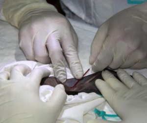 Virus SARS-CoV-2 có thể đã phát triển âm thầm ở loài dơi hàng chục năm qua