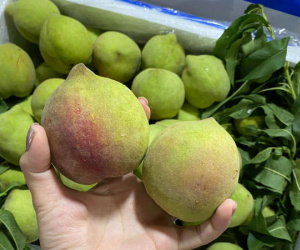 Dân buôn tiết lộ sự thật về đào mỏ quạ đang bán tràn chợ