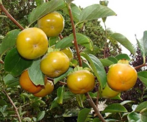 Bất ngờ loại hồng mới: Chẳng cần ngâm vẫn không chát, bao ngọt giòn