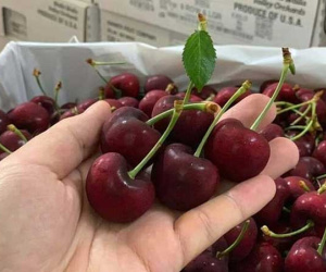 Cherry Mỹ giảm giá một nửa