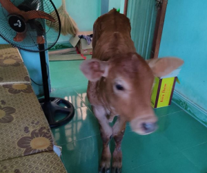 Đang cật lực ôn thi thì có chú bê đến hỏi thăm, cậu nam sinh mếu máo: Không biết có phải 'điềm báo'