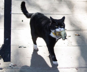 Mèo Palmerston - 'tổng quản' diệt chuột hàng đầu nước Anh đã chính thức về hưu