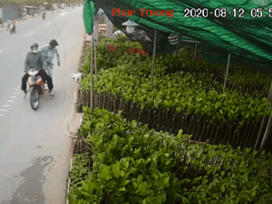 Video: Màn trộm chó 'hội đồng' táo tợn, 2 thanh niên dọa bắn súng điện vào người chủ