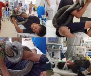 Bệnh nhân bị rắn hổ mang chúa cắn tình trạng vẫn rất nặng