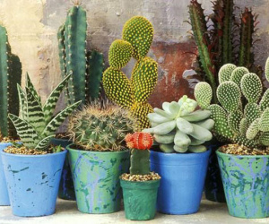 Những loại hoa đẹp không nên rước vào nhà trong tháng 7, bất ngờ nhất là số 3