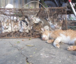 Nghi hàng xóm bắt trộm mèo, người đàn ông gây ra án mạng