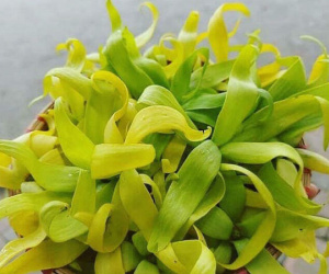 Hoa hoàng lan đắt giá, 1,5 triệu/kg vẫn được lùng mua