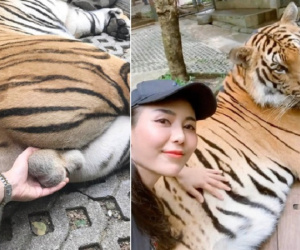 Nữ du khách gây phẫn nộ vì nắm tinh hoàn hổ để chụp ảnh