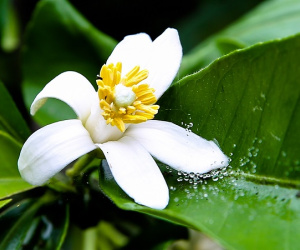 Tại sao bông hoa sặc sỡ thường không có mùi thơm, còn hoa thơm thường có màu trắng?