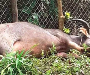 Bắn hạ trâu 'điên' húc nhiều người trọng thương
