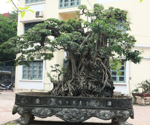Cận cảnh cây sanh "Mộc thạch nghênh phong" cổ nhất châu Á, đại gia đổi 8 lô đất vẫn không bán