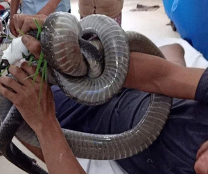 Nọc độc rắn hổ mang chúa 4,6kg ở núi Bà Đen 'biến mất' khỏi người nạn nhân cách nào?