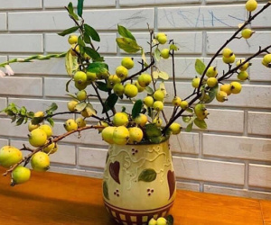 Táo mèo vào vụ, chị em rước cành trĩu quả về cắm chơi