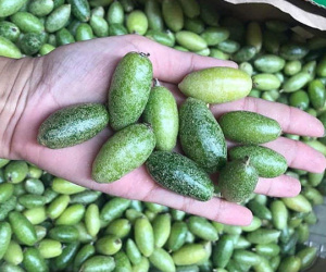 Nhót bao tử chua chát, giá 500 nghìn/kg cháy hàng
