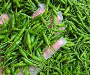 Loại ớt gió thơm mùi thảo mộc, 1 triệu đồng/kg vẫn đắt khách
