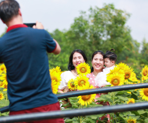 Ảnh: Mê mẩn cánh đồng hoa hướng dương 'hút' giới trẻ check-in dịp cuối tuần ở Sài Gòn