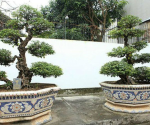 Choáng váng cặp khế 'vợ chồng' trị giá trên 10 tỷ, chủ nhân để vườn chiêm ngưỡng chứ không bán