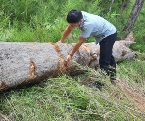 Chở gỗ lậu, người đàn ông bị gỗ đè chết