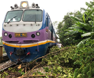 Cây đổ vào đường ray do ảnh hưởng của bão số 5, tàu SE3 phải dừng giữa đường gần ga Huế