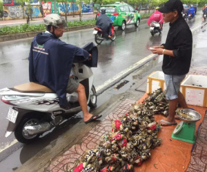 Thực hư cua Cà Mau 50.000 đồng/3 con bán đầy đường, 'bao ăn'