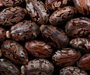 Chất ricin gửi tới Nhà Trắng độc đến mức nào
