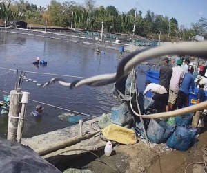Sắp xử vụ trộm tôm tinh vi, táo bạo ở Cà Mau
