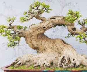 Loạt bonsai dáng quái, giá cả tỷ đồng khiến đại gia mê mệt