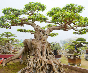 Cận cảnh cây sanh 'Ngọa hổ tàng long' 30 tỷ của đại gia sở hữu nhiều cây cảnh độc – lạ