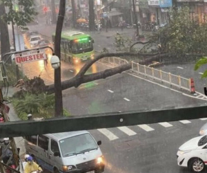TP.HCM: Cây xanh bất ngờ bật gốc đổ ngang đường trong mưa to gió lớn, đè trúng 1 người đi xe máy