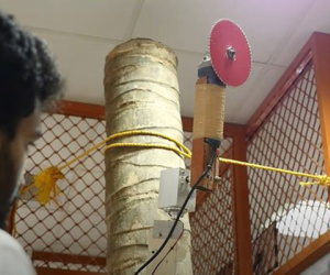 Các nhà khoa học Ấn Độ phát triển thành công robot hái dừa, năng suất cao hơn cả con người