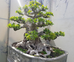 Lộ diện cây si đỏ 'Nhất trụ liên chi' khiến nhiều đại gia mê mẩn