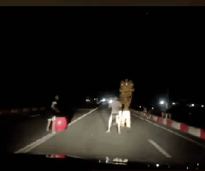 Video: Giữa cầu, đội lân nhí chặn đầu ô tô, xe máy xin tiền khiến bao tài xế khiếp sợ